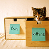 sphinxofthenile: (Pens and kittens)