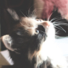 fadedwings: (Genji kitten)