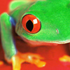 frog: (pic#180078)