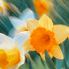 javert: yellow daffodils (misc daffodils)