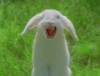 cuboz: (Killer Rabbit)