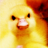 huxleyenne: (just ducky)