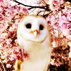 huxleyenne: (owl blossom)