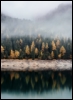 foggy_dream: (fog, trees)