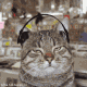 lisforlilydale: (music cat)