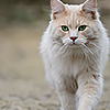 anashthetic: (shapeshifter: cat (approach))