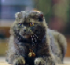tazzy_deputykitty: Picture of a black cat with a bell around its neck, Da Qing from the show Guardian (Default)