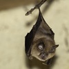 intheeyeofthebeholding: (Epaulette hanging open)