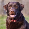 carbsliftthespirit: (Efthumia - chocolate lab daemon)