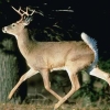 arkansas: A White-Tailed Deer running with tail up, a side view (White-Tailed Deer)