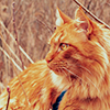 sarajayechan: A long-haired orange cat chilling in a field ([Animals] Orange cat)