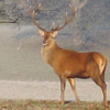 pottershotter: ([Prongs] Take me as I am)