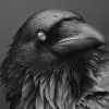 makingnpcs: (Raven)