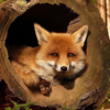 earthspirits: (cozy fox)