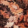 yarnofariadne: a close-up of autumn leaves on the ground (misc: mists and mellow fruitfulness)