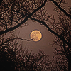 dr_zook: (full moon)