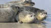 clairaudient: Sealiness can be found right ahead (Cutie Seals)