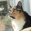 bluegansey: beverage, a tortoiseshell cat with a black and orange face, sitting in a windowsill with her face in the sun (irl - beverage - sunlight)