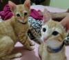 therealtrash: My sister's orange kittens (My other godsons)