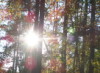 cypressiren: photo of the sun taken through trees (general)