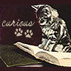 ext_47: a cat on top of a book (kitty curious)