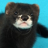 melodymania: (THE FERRET!)