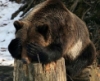 chromatic_crow: a picture of a brown bear sitting on a stump hiding its face in its paws (shy bear)