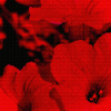 redolentred: A dithered photo of bright red flowers set against a black background (pic#flower)