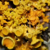 frecklebombfic: macro closeup of yellow and orange lichen (Default)