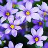 amejisuto: (Flwr- Purple Flowers2 by girlyb_icons)
