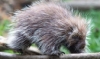 wandering_castor: A porcupine icon (Pic, profile picture)