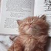 yourivy: (kitty_book)