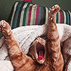 yourivy: (cat_stretch_yawn)