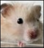 hamster_mundi: (Default)