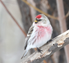 walgesang: A photo of a redpoll, a small finch-sized bird with a red cap and a faint reddish blush on its chest (redpoll)