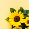 moonlitspells: Sunflower (Default)