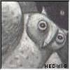 ivybgreenflower: (Hedwig)