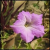 sethg: a petunia flower (Default)