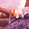 magicrubbish: Stock icon - Squirrel (Stock icon - Squirrel)
