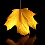 flightsporadic: Photo of a yellow maple leaf against a black background (flightsporadic, leaf, maple)