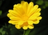 alfinuta: yellow flower (Default)