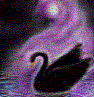 swan_black: Black Swan (Default)