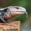 chameleons3: a blue tongue skink sticks out its blue tongue (Default)