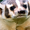 eiremagic: (Badger :|)