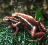 phantasmalpoison: Two phantasmal poison-arrow frogs mating (erotic)