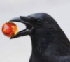 mari13606: A crow holding a dark amber marble in it's beak on a light grey backdrop. (Default)