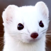 slideruler: (ur place ermine)