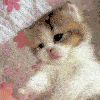 kittensparadise: gif of a kitten laying down and playing (cute)