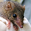 nookiepowered: (z - antechinus - face)
