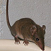 nookiepowered: (z - antechinus - full)